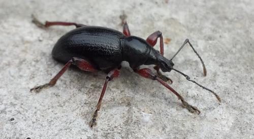 Otiorhynchus tenebricosus